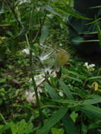 Image of Caribbean milkweed