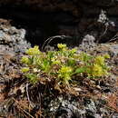 صورة Borodinia macrophylla (Turcz.) O. E. Schulz