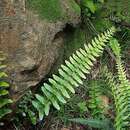 Imagem de Blechnum australe L.