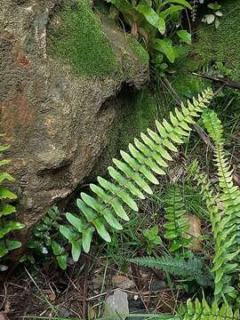 Imagem de Blechnum australe L.