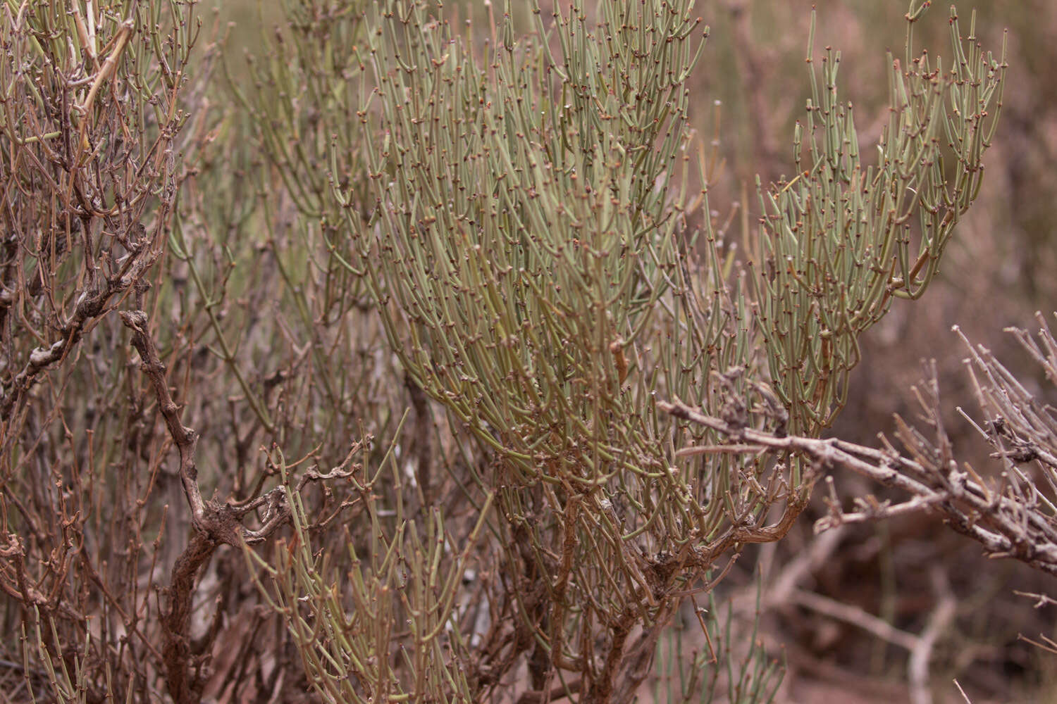 صورة Ephedra breana Phil.