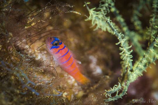 Image of Bluebanded goby