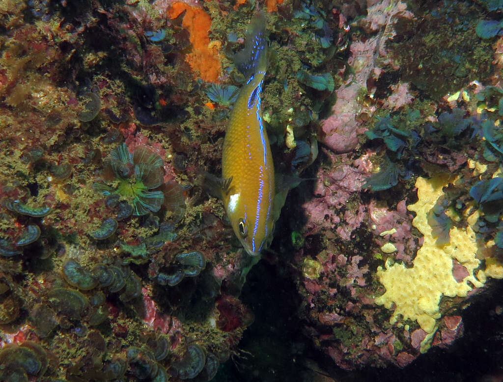 Image of White-ear scalyfin