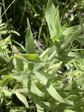 Слика од <i>Castilleja miniata</i> var. <i>oblongifolia</i> (A. Gray) Munz