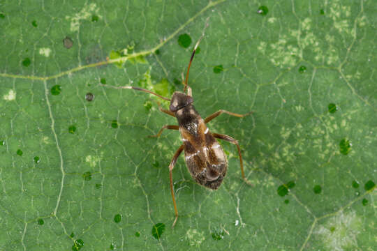 Image of Leaf bug