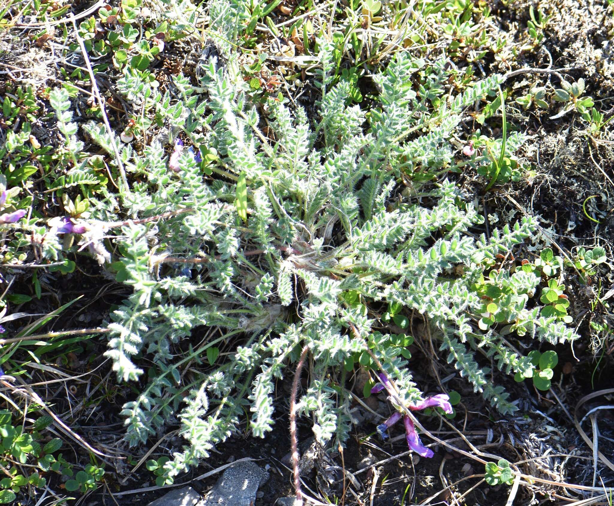 Image of arctic locoweed