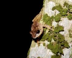 Image of Anil's Bush Frog