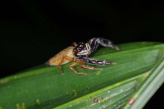 Image of Bavia sexpunctata (Doleschall 1859)