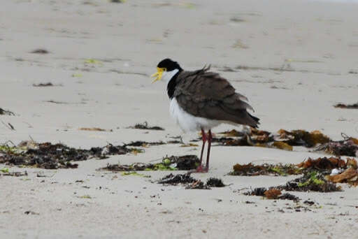 Image of Masked Lapwing