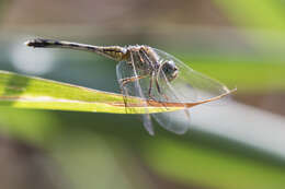 Image of Diplacodes trivialis (Rambur 1842)