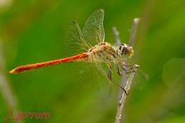 Image of Desert Darter