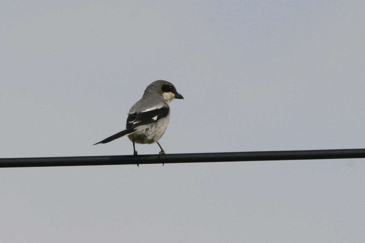 Image of Iberian Grey Shrike