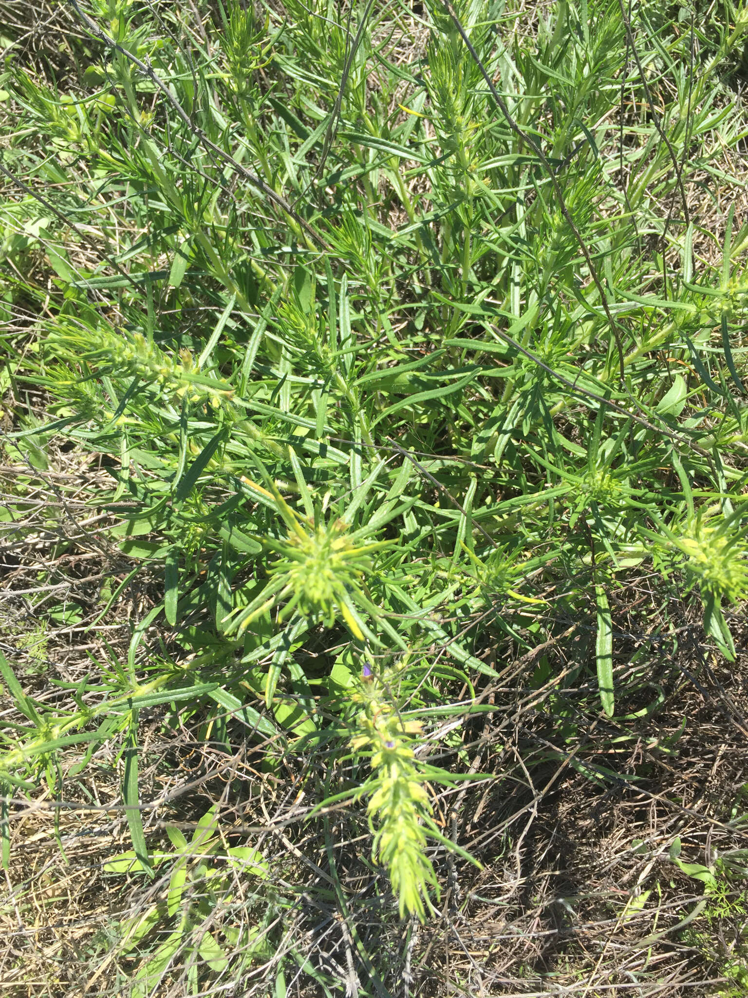 Sivun Salvia engelmannii A. Gray kuva