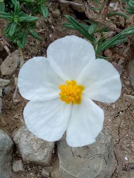 Image of Helianthemum pergamaceum Pomel