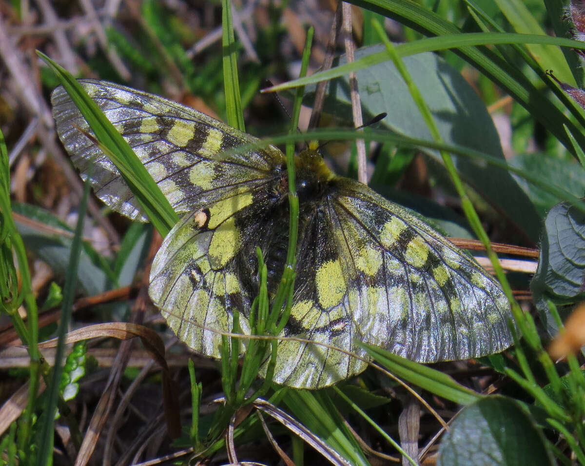 Слика од Parnassius eversmanni Ménétriés 1855