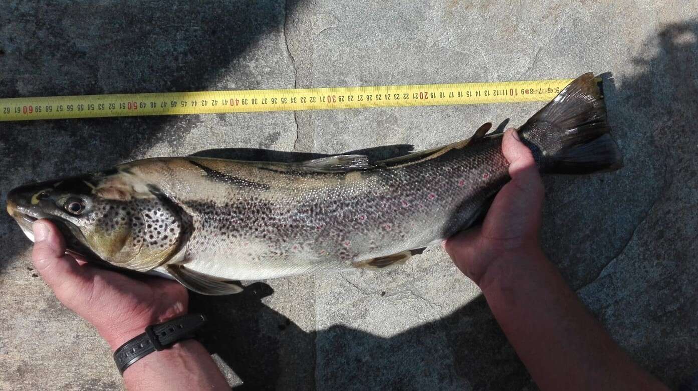 Image of Marbled trout