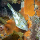 Image of Bridled leatherjacket