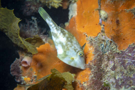 Image of Bridled leatherjacket