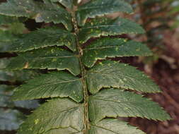 Image de Polystichum prionolepis Hayata