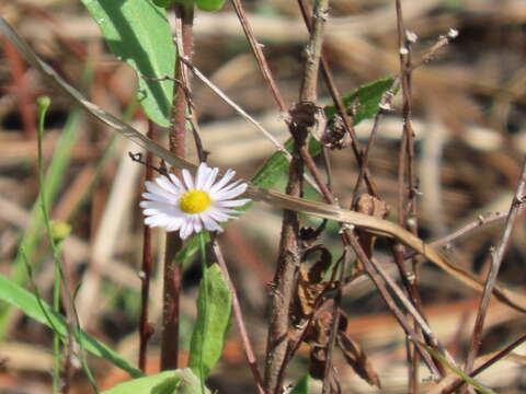 Image of Small-Head Doll's Daisy