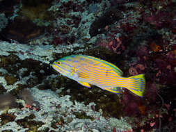 Image of Harlequin grouper