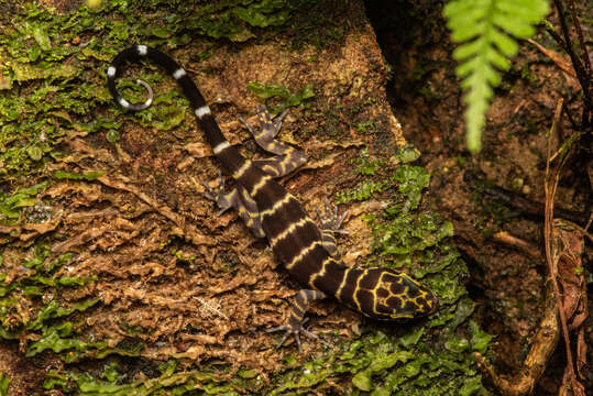 Image of Banded Forest Gecko