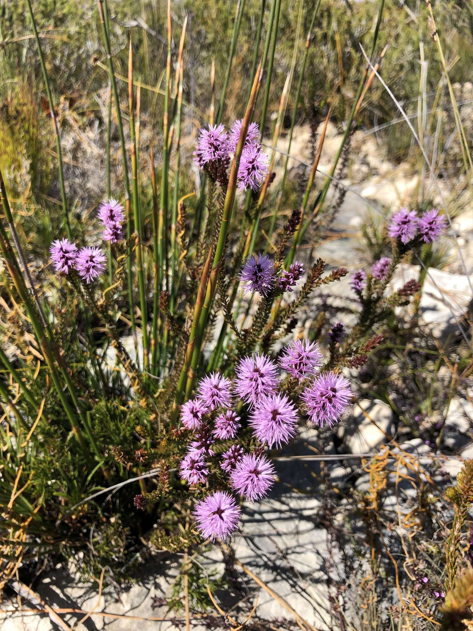 Image of Stilbe ericoides (L.) L.