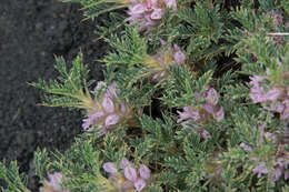 Imagem de Astragalus siculus Rafin.