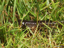 Image of Eastern Tiger Salamander