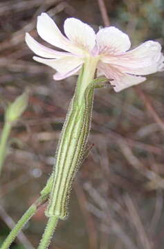 Image of Silene undulata subsp. undulata