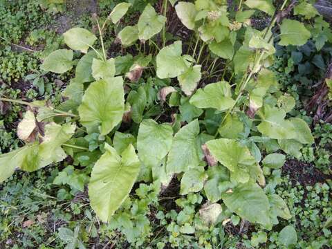 Image of Ligularia subsagittata Pojark.