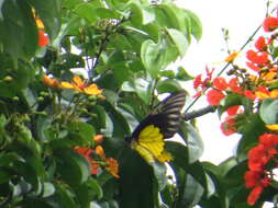 Image of Golden Birdwing