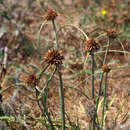 Image of Cyperus sharonensis Danin & Kukkonen