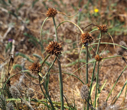 Sivun Cyperus sharonensis Danin & Kukkonen kuva