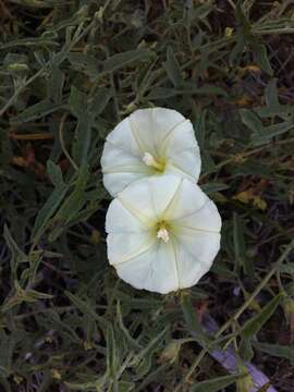 Image of Van Zuuk false bindweed