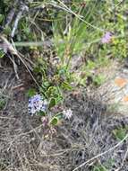 Image of Ceanothus decornutus V. T. Parker