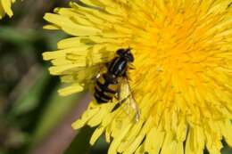 صورة Helophilus neoaffinis Fluke 1949