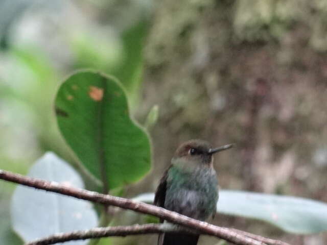 Image of pufflegs