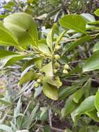 Plancia ëd Gymnosporia cassinoides (L'Hér.) Masf.