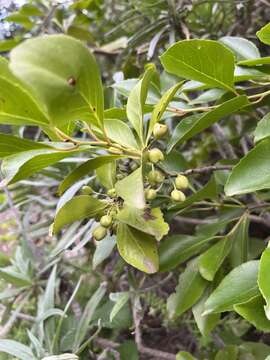 صورة Gymnosporia cassinoides (L'Hér.) Masf.