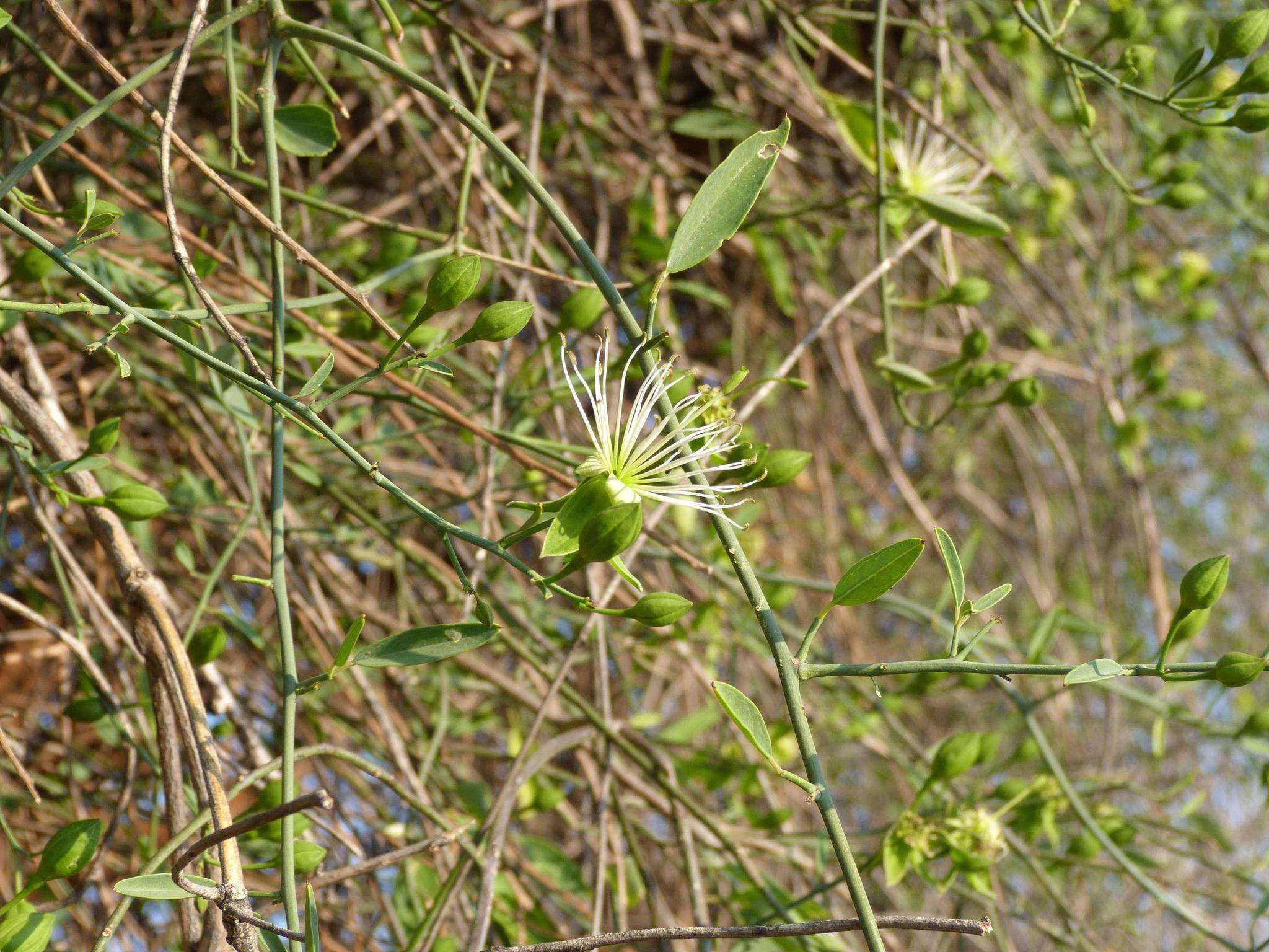 Imagem de Maerua juncea subsp. juncea