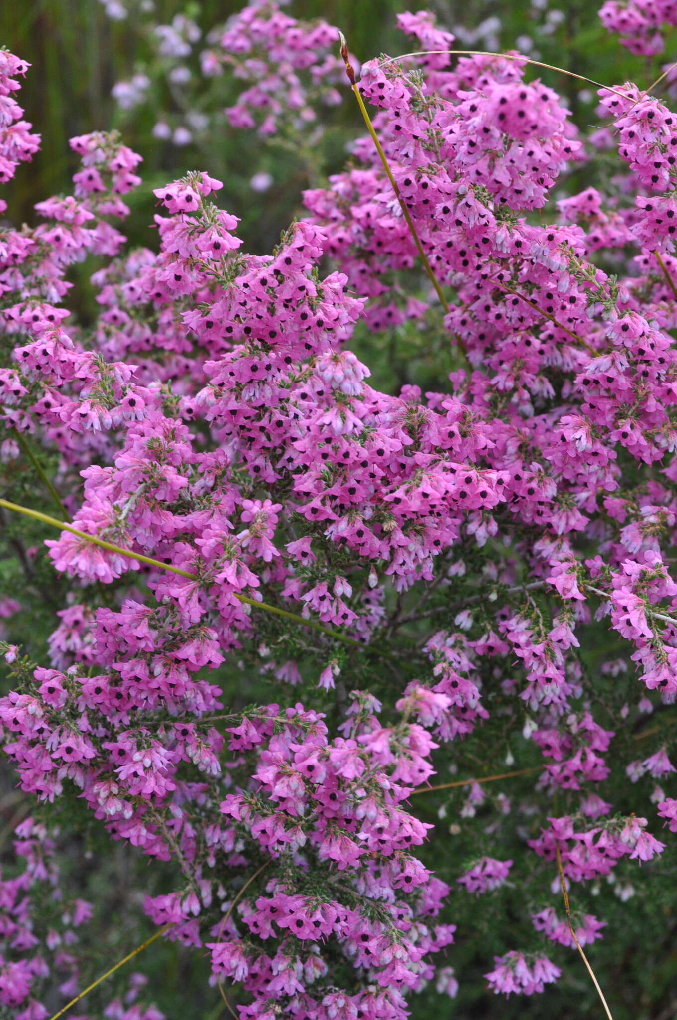 Image of Erica melanthera L.