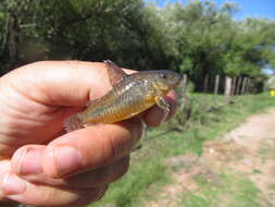 Image of peppered corydoras