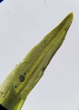 Слика од Trichostomum crispulum Bruch ex F. A. Müller 1829