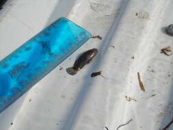 Image of Banded Pygmy Sunfish