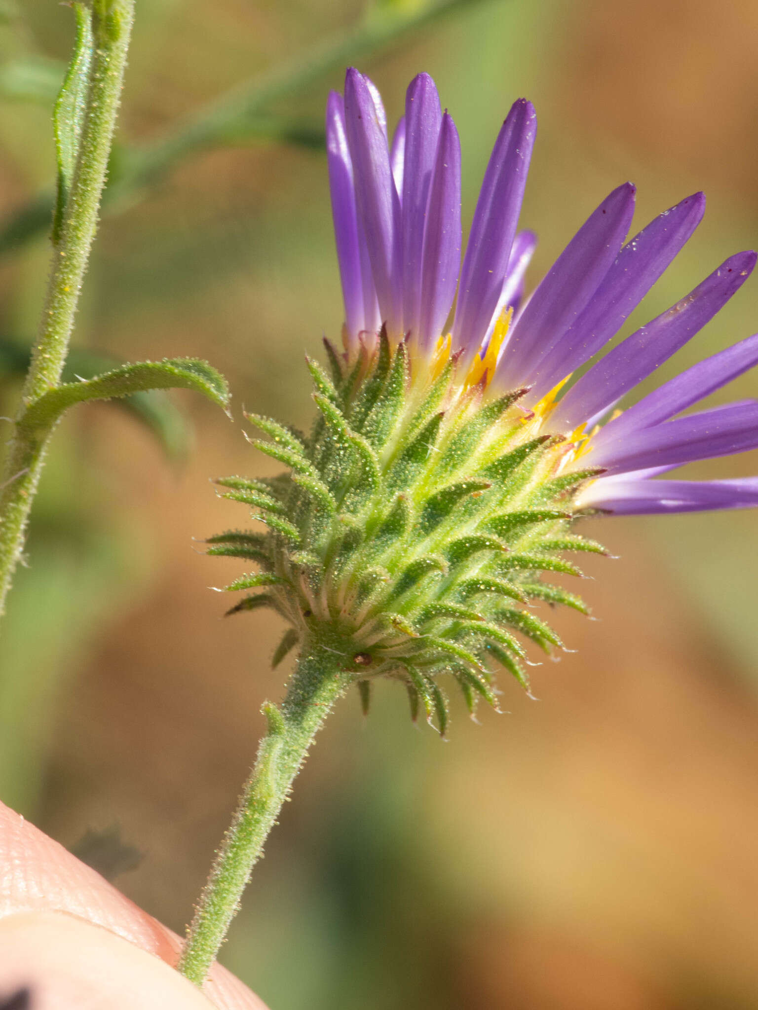 Image of fall tansyaster