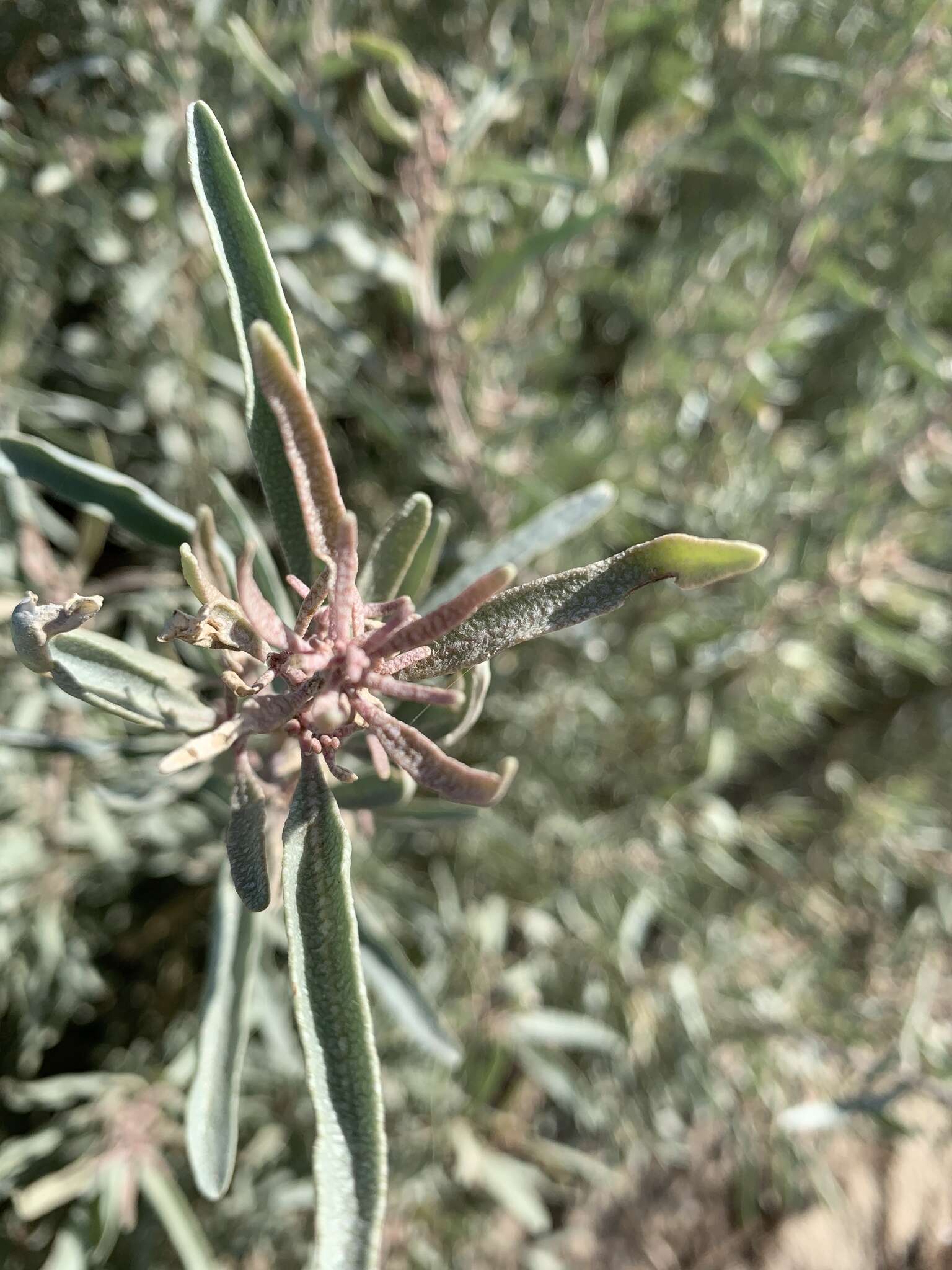 Imagem de Atriplex cinerea Poir.