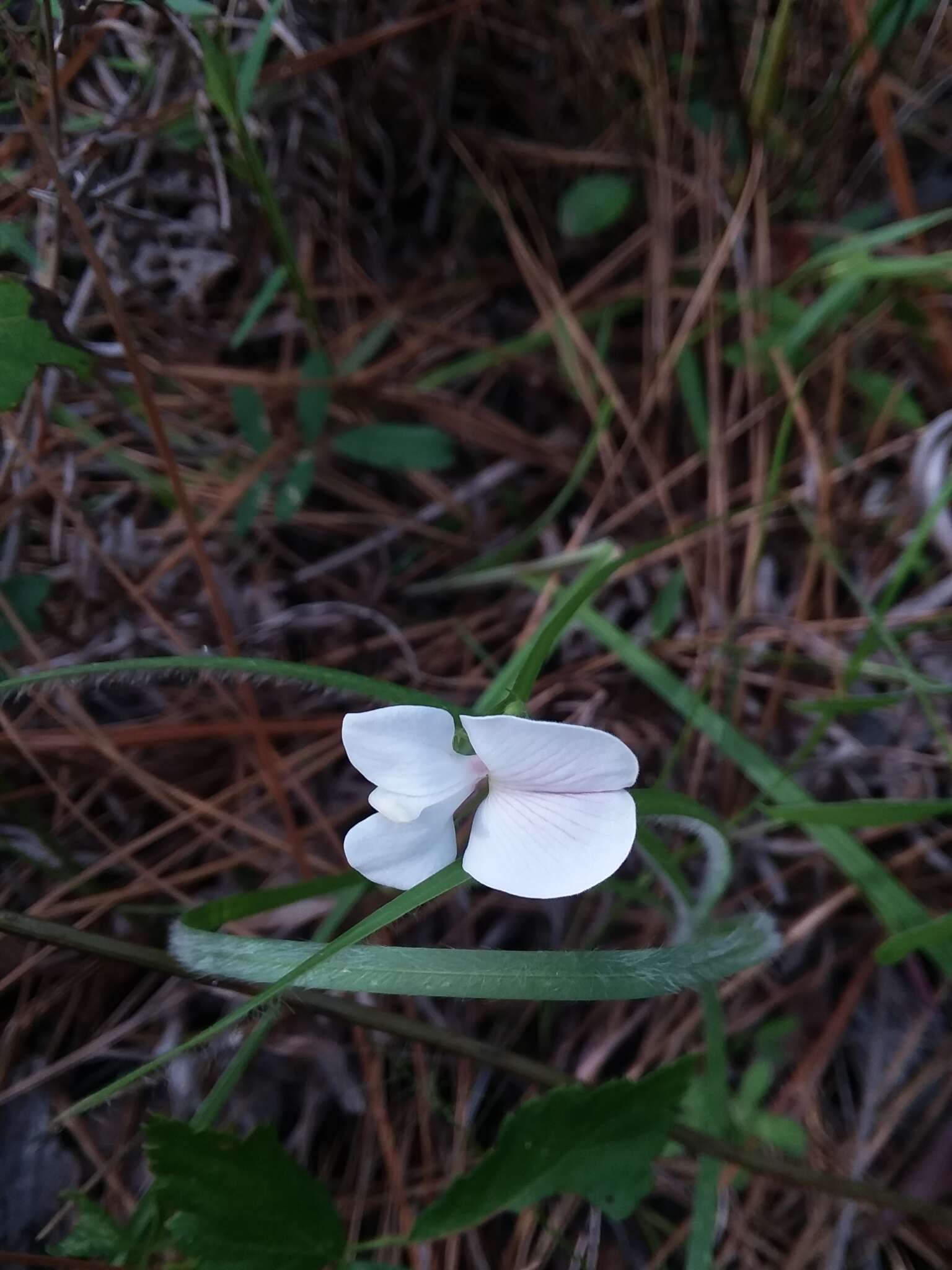 Tephrosia florida (F. Dietr.) C. E. Wood的圖片