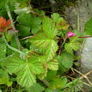 Image de Rubus arcticus subsp. stellatus (Smith) Boivin