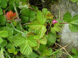 Image of arctic raspberry